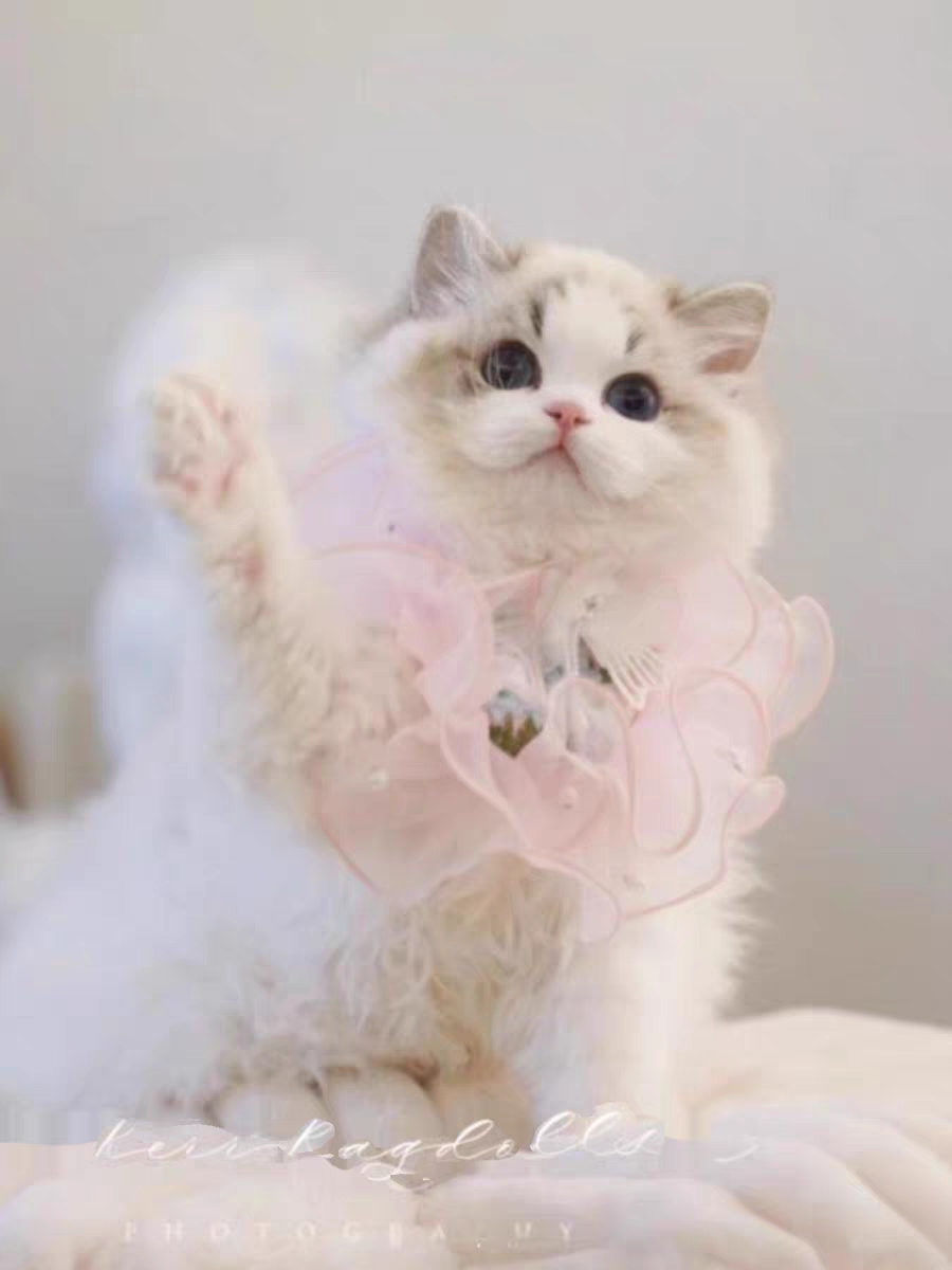 猫舍直销,批发价出售,布偶猫
